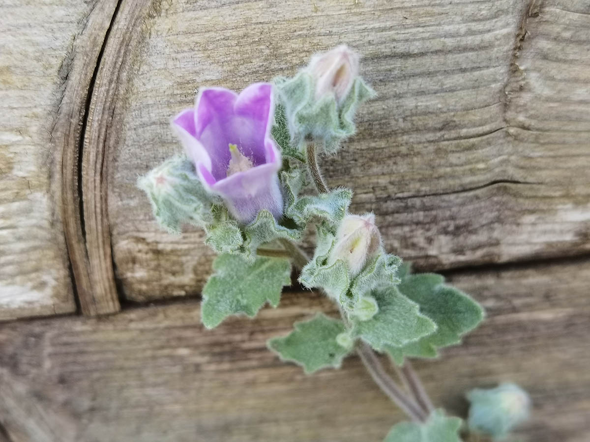 Campanula topaliana 8
